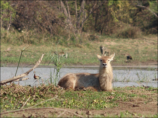 <strong>Femmina di Waterbuck, antilope d'acqua</strong><br /> <br /><em>♫ Weather Report - This is This - This is This.mp3</em>