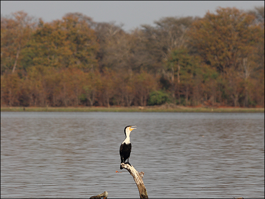 <strong>Cormorano pettobianco, Phalacrocorax carbo lucidus, canterino</strong><br /> <br /><em>♫ Weather Report - This is This - This is This.mp3</em>
