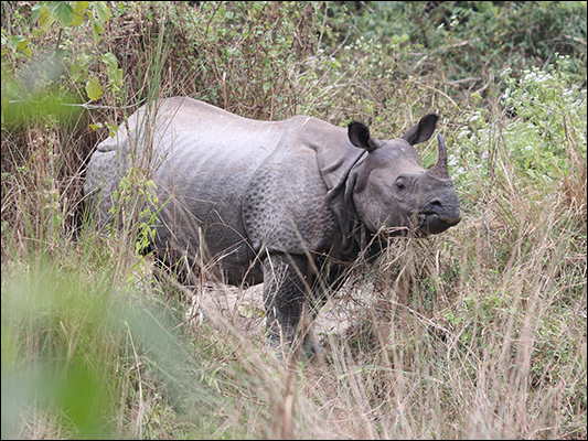 <strong>Chitwan Park</strong><br /> <br /><em>♫ Lionel Hampton - The best of - Airmail special.mp3</em>
