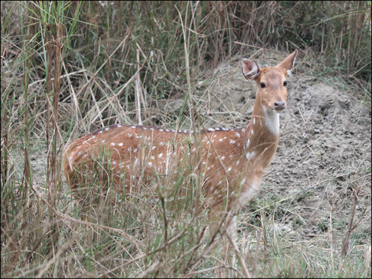 <strong>Axis axis al Chitwan Park</strong><br /> <br /><em>♫ Lionel Hampton - The best of - Airmail special.mp3</em>