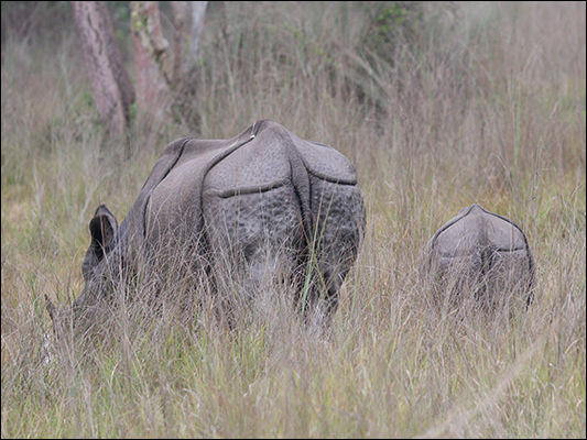 <strong>Mamma rinoceronte e figlio</strong><br /> <br /><em>♫ Lionel Hampton - The best of - Airmail special.mp3</em>