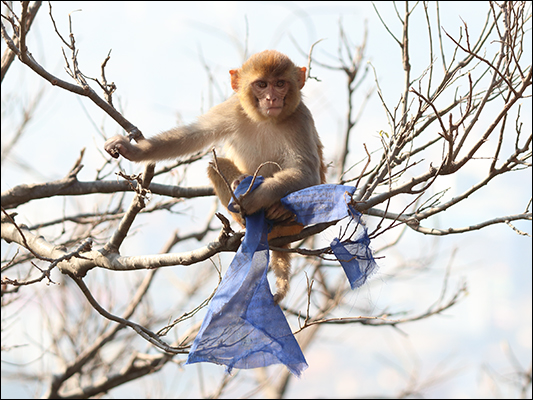 <strong>Macachino giocherellone</strong><br /> <br /><em>♫ Lionel Hampton - The best of - Airmail special.mp3</em>