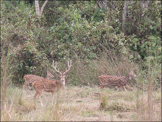 <strong>Cervi pomellati nel Chitwan Park</strong><br /> <br /><em>♫ Lionel Hampton - The best of - Airmail special.mp3</em>