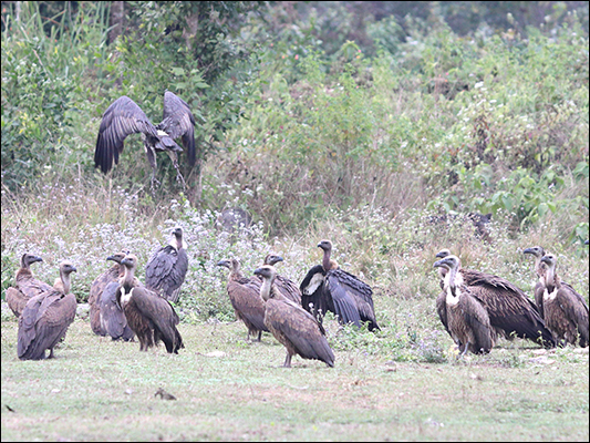 <strong>Avvoltoi nel Chitwan Park</strong><br /> <br /><em>♫ Lionel Hampton - The best of - Airmail special.mp3</em>