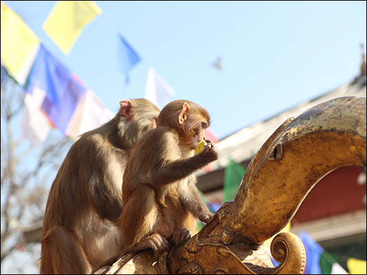 <strong>Macaco rhesus dal viso rosato</strong><br /> <br /><em>♫ Lionel Hampton - The best of - Airmail special.mp3</em>