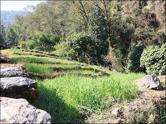 <strong>Piccoli terrazzi di riso</strong><br /> <br /><em>♫ Lionel Hampton - Walkman Jazz - Je Ne Sais Pas.mp3</em>