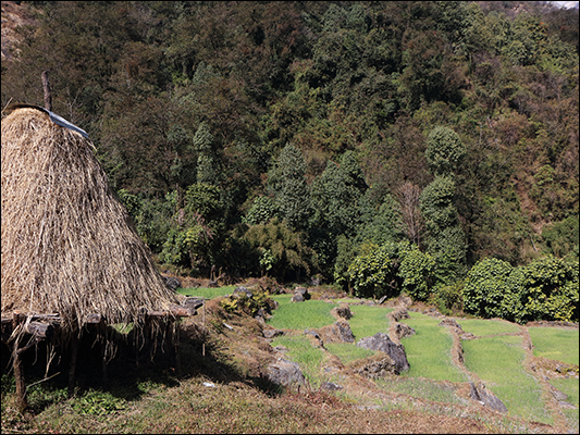 <strong>Verdi campi terrazzati</strong><br /> <br /><em>♫ Lionel Hampton - Walkman Jazz - Je Ne Sais Pas.mp3</em>