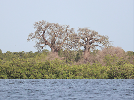 <strong>Baobab sul delta del fiume Saloum</strong><br /><br /><em>♫ John Coltrane - Giant Steps - Giant Step.mp3</em>