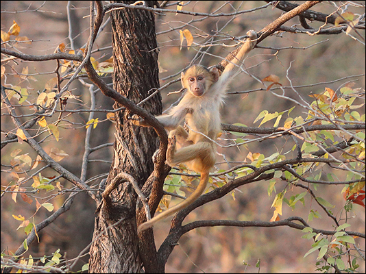 <strong>Scugnizzo di babbuino nel South Luangwa National Park</strong><br /> <br /><em>♫ Chick Corea & Gary Burton - Crystal Silence - Children's Song.mp3</em>