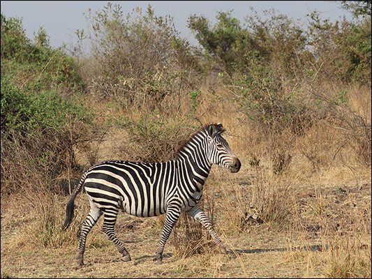 <strong>Zebra di Crawshay al trotto</strong><br /> <br /><em>♫ Chick Corea & Gary Burton - Crystal Silence - Children's Song.mp3</em>