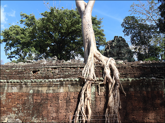 <strong>Enorme ficus al Ta Promh Temple </strong><br /> <br /><em>♫ Chick Corea & Gary Burton - Children's Song.mp3</em>