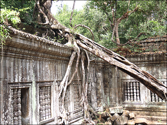 <strong>Liane del ficus strangolatore al Beng Mealea Temple </strong><br /> <br /><em>♫ Chick Corea & Gary Burton - Children's Song.mp3</em>