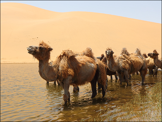 <strong>Cammelli... acquatici nel deserto di Badain</strong><br /> <br /><em>♫ Petra Magoni - Musica Nuda 2 - Overtherainbow.mp3</em>