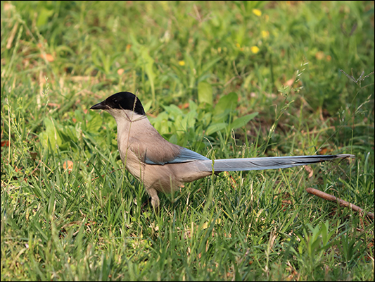 <strong>Gazza ali azzurre asiatica</strong><br /> <br /><em>♫ Petra Magoni - Musica Nuda 2 - Overtherainbow.mp3</em>