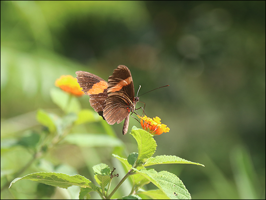 <strong>Heliconius erato o... piccolo postino</strong><br /> <br /><em>♫ Chick Corea & Gary Burton - Crystal Silence - What Game Shall We Play Today.mp3 </em>