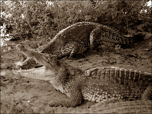 <strong>Lucertoloni di Guanà</strong><br /> <br /><em>♫ Polo Montañez - Guajiro Natural - Quien Será.mp3</em>