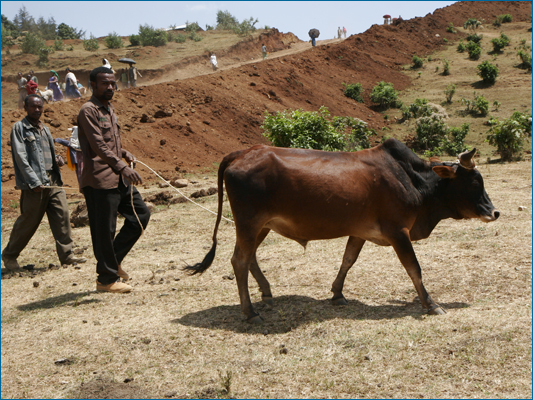<strong>Il torello cambierà padrone?</strong><br /> <br /><em>♫ Petra Magoni - Musica Nuda 2 - Levieennoir.mp3</em>