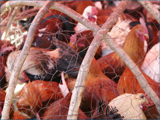 <strong>Angolo pollame</strong><br /> <br /><em>♫ Petra Magoni - Musica Nuda 2 - Levieennoir.mp3</em>