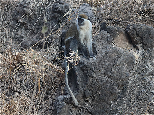 <strong>Scimmietta nel Parco Nazionale dell'Awash</strong><br /> <br /><em>♫ Di Meola, McLaughlin e de Lucía - Passion, Grace and Fire - Sichia.mp3</em>