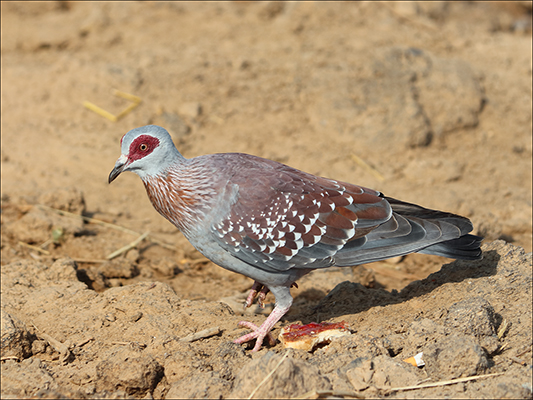 <strong>Piccione maculato</strong><br /> <br /><em>♫ Di Meola, McLaughlin e de Lucía - Passion, Grace and Fire - Sichia.mp3</em>