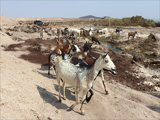 <strong>Caprette vicino al Lago Afrera</strong><br /> <br /><em>♫ Di Meola, McLaughlin e de Lucía - Passion, Grace and Fire - Sichia.mp3</em>