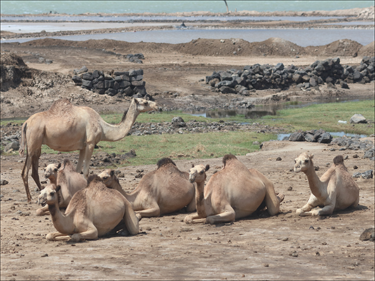 <strong>Dromedari nei pressi del Lago Afrera</strong><br /> <br /><em>♫ Di Meola, McLaughlin e de Lucía - Passion, Grace and Fire - Sichia.mp3</em>