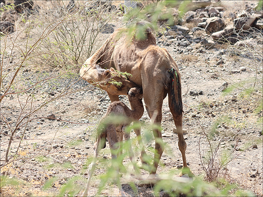 <strong>Prima poppata...</strong><br /> <br /><em>♫ Di Meola, McLaughlin e de Lucía - Passion, Grace and Fire - Sichia.mp3</em>