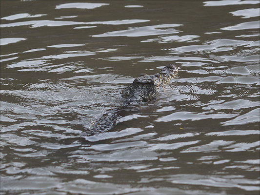<strong>Coccodrillo nel Parco Nazionale dell'Awash</strong><br /> <br /><em>♫ Di Meola, McLaughlin e de Lucía - Passion, Grace and Fire - Sichia.mp3</em>