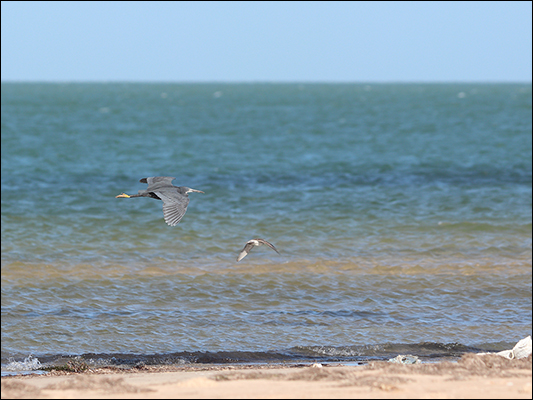 <strong>Egretta gularis, airone schistaceo in volo a Iwik</strong><br /> <br /><em>♫ someothertime.mp3</em>