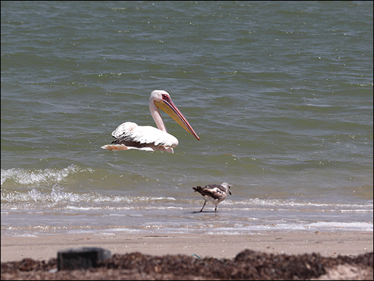 <strong>Oelecanus onocrotalus, conosciuto anche come pellicano rosa.</strong><br /> <br /><em>♫ someothertime.mp3</em>