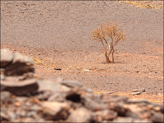 <strong>Deserto pietroso...</strong><br /> <br /><em>♫ Levieennoir.mp3</em>