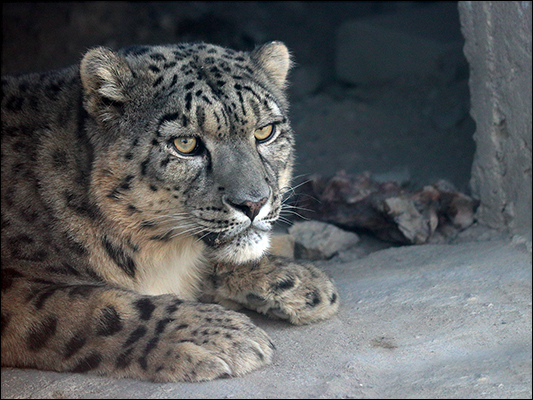 <strong>Leopardo delle nevi</strong><br /> <br /><em>♫ Chick Corea & Gary Burton - Crystal Silence - Children's Song.mp3</em>